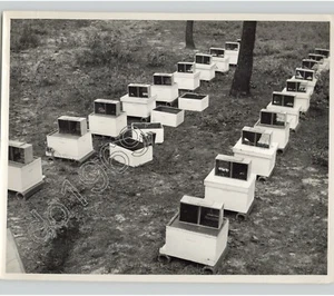 BEE HIVES Stacked On Boxes Outdoors In Woods, Vintage 1950s Unusual Press Photo - Picture 1 of 2