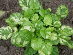 FE 2072XZ Barbarea vulgaris 'Variegata gefleckte Winterkresse 30 Samen - Bild 1 von 1