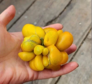 Phil's One Tomato 20+Seeds | Exotic & Rare | Cluster Tomato| Organic & Homegrown - Picture 1 of 7