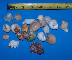 10 - ASSORTED  tiny - small Hermit Crab Shells FREE SHIPPING! READ! item # LL10h