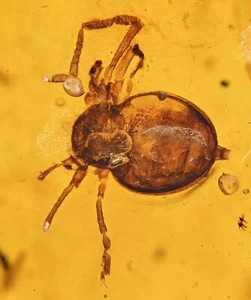 Raro Ricinulei (arañas garrapatas con capucha), inclusión fósil en ámbar birmano - Imagen 1 de 2