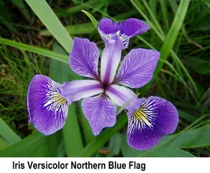 Seed IRIS Versicolor Northern Blue Stunning Flower Rustic Perennial Seeds Clajeu - Picture 1 of 4