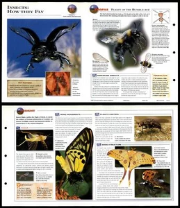 Insects : How They Fly #15 Behaviour - Wildlife Explorer Fold-Out Card - Picture 1 of 1