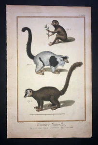 MARTINET - LEMUR -Plate 18- HEIGHTENED IN GOLD FOLIO HC PRINT PRINTED 1751 - Imagen 1 de 1