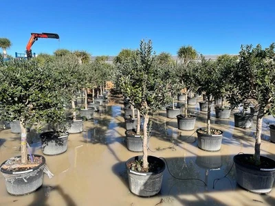 Olivenbaum  Olive - Olea europeae - 170cm - sehr winterhart- - Imagen 1 de 4
