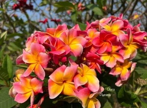 Plumeria rubra,Diana FRANGIPANI |Tropical Plants, in/UK - Picture 1 of 8