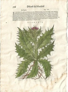 Stampa antica MATTIOLI MATTHIOLI erbario ACANTHUS botanica 1604 Antique print - Foto 1 di 1