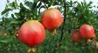 Seeds Pomegranate 40x Fruit Tree Punica Granatum Organic Rural Australian Grown