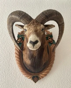 Mufflon Trophäe Präparat Widder Geweihe Jagdtrophäe Bronzemedaille Ungarn - Bild 1 von 12