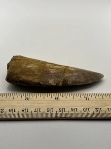 "Dinosaurio Carcharodontosaurus CARCHARODON 3,75"" también conocido como African TREX T REX SC 412" - Imagen 1 de 5