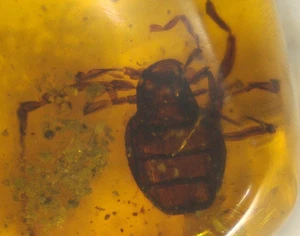 Fat Cretaceous Mite in Burmese Amber Fossil from Dinosaur Age - Picture 1 of 8