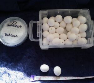Craft Blown Parakeet Eggs - Blown Eggs - Free Shipping Set of 4