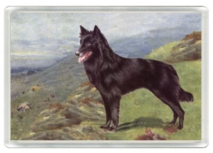 BELGIAN SHEPHERD DOG GROENENDAEL  ART PRINT ACRYLIC NOVELTY FRIDGE MAGNET GIFT - Picture 1 of 1