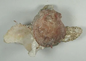SPONDYLUS CANDUS 43 mm SUPER ELECCIÓN MUESTRA Taniber Is., Indonesia - Imagen 1 de 2