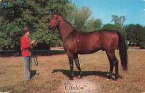 Citation Horse Postcard Triple Crown Winner About 1950s A1 - Picture 1 of 2