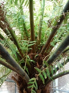 Tree fern spore Cyathea australis - Picture 1 of 9