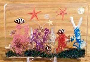 Tropischer Florida Ozean Sonnenfänger Strand Kunst Neuheit Muscheln Briefbeschwerer ss69 - Bild 1 von 2