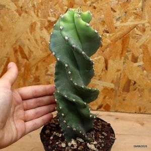 Cereus forbesii spiralis Vaso 12 cm Cod.0906-16 - Foto 1 di 3