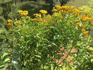 ✿ִ Yauhtli ✿ִ (Tagetes lucida) ***25*** Samen | Traumkraut - Bild 1 von 6