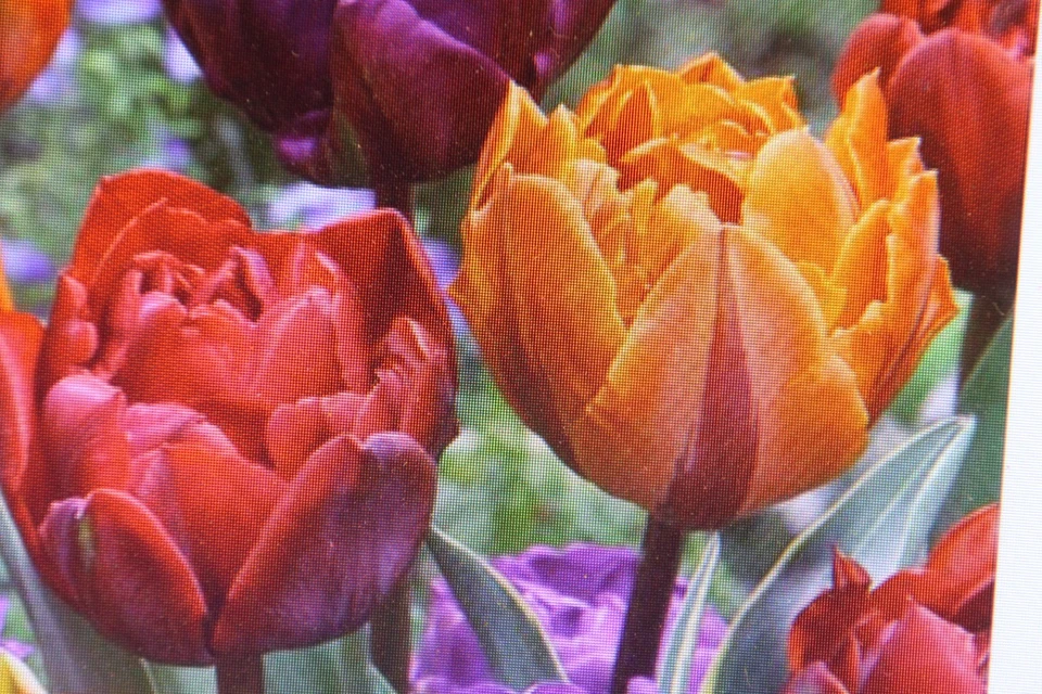 40 Blumenzwiebeln Tulpen, Double Mix,Frühlingsblüher 2026 - Bild 1 von 1