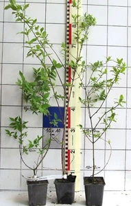 Philadelphus +Belle Etoile+, kompakter Gartenjasmin, gut duftend - Bild 1 von 2