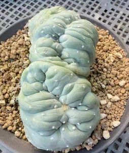 Caci WYSIWYG Boutique Self Rooted Boutique Cristata - Bild 1 von 8