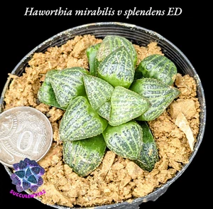 Haworthia mirabilis v splendens ED succulent Gasteria Aloe family cactus collect - Picture 1 of 4
