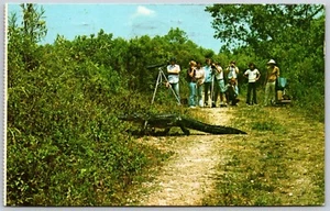 Postcard Florida Alligator Everglades National Park 1975 FL - Picture 1 of 2