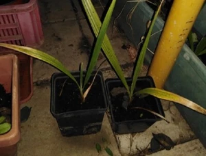 Palm Washingtonia Filifera plant and  seeds HARDY ZONE 6b / -10   - Picture 1 of 6