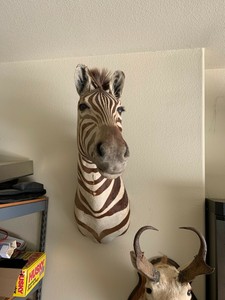 ebay zebra