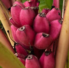 25+ Pink Banana Tree Seeds MUSA VELUTINA  Velvet