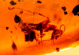 Hormiga Obrera con Avispa en Ámbar Burmita Piedras Preciosas Fósiles Edad de Dinosaurio - Imagen 1 de 10