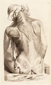 Govard Bidloo : "Muscles of the Back (Table 27)" (1685) — Giclee Fine Art Print - Picture 1 of 7