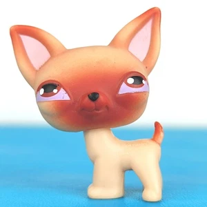 Authentic Littlest Pet Shop #01 1 Hund Chihuahua / Original Hasbro LPS - Bild 1 von 3