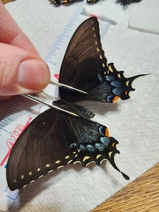 Papilio glaucus Black Form Female Indiana #34B Tiger Swallowtail Butterfly - Picture 1 of 3