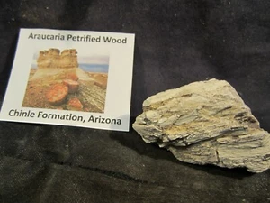 Araucaria Petrified Wood Chinle Formation, Arizona - Picture 1 of 7