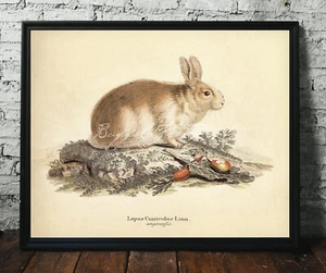 Impresión de póster conejo de Pascua liebre zanahoria y manzana escena de vida impresión de póster - Imagen 1 de 5