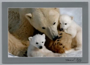 Howard Ruby Photos Lot of 17 5x7 Polar Bear Pictures of a Mother and Cubs - Picture 1 of 17