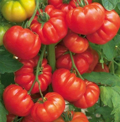 TOMATO BEEFSTEAK 25+ seeds HUGE Fruit heirloom garden vegetable easy grow - image 1 of 2