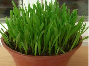 220 GRAINES HERBE a CHAT a semer - Origine France - Picture 1 of 2
