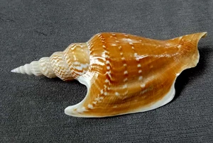 Strombus listeri 127mm F+++ BIG SIZE nice DARK pattern collection WOW! - Picture 1 of 9