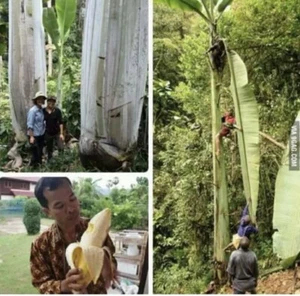 Giant banana ( musa Ingens ) tropical live fruit tree - Picture 1 of 8