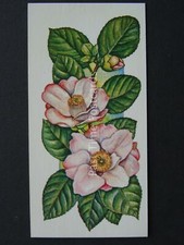 No.10 CAMELLIA Flowers All Year Round - Issued by Carreras / Black Cat 1977
