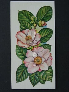 No.10 CAMELLIA Flowers All Year Round - Issued by Carreras / Black Cat 1977 - Bild 1 von 1