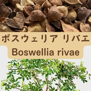 Boswellia rivae seeds20/50/100PCS - Picture 1 of 1