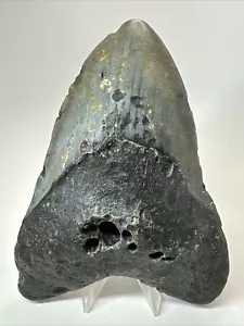 Megalodon Shark Tooth 6.10 inch Massive - Authentic Fossil - Black - Real 18473 - Picture 1 of 8