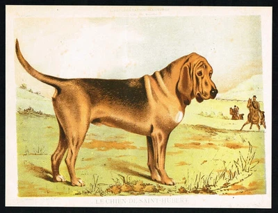 Chien de Saint-Hubert - antiker Bluthunddruck von 1885 | Jagdhund - Bild 1 von 4