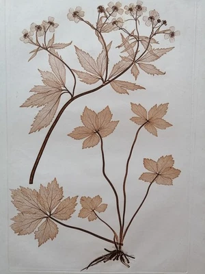 Original Naturselbstdruck "Aus der k.k. Hof und Staatsdruckerei Wien." 1853 - Bild 1 von 4