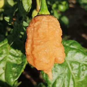 Bubblegum x Naga Apricot , 10 semillas , Capsicum chinense (70) - Picture 1 of 1