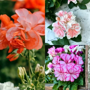 100 STCK. Orange Geraniensamen Rosa Weiß Rand Geraniensamen Garten Blumensamen - Bild 1 von 7
